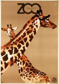 ZOO Giraffes Swierzy poster